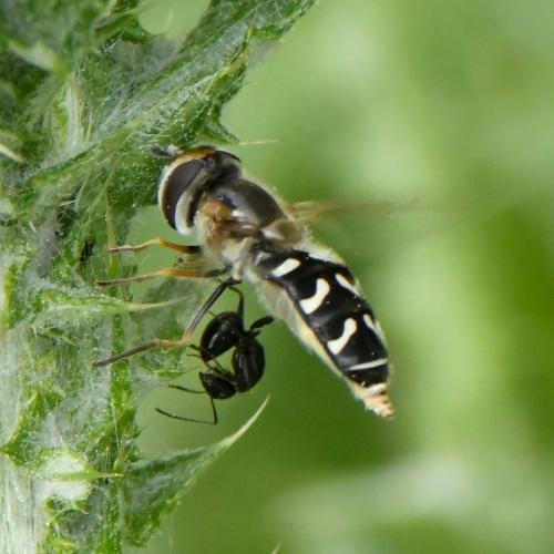 Réf. 225 743 : Scaeva pyrastri